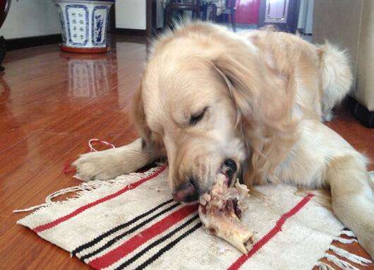 Can dogs eat rabbit bones?