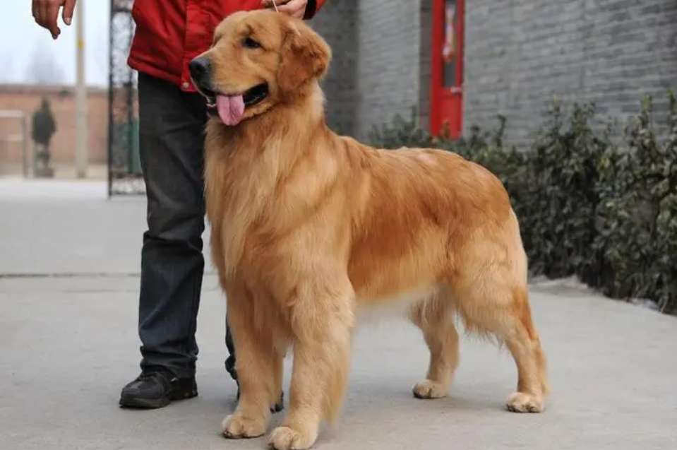 Why do golden retrievers have higher IQs than Labradors?