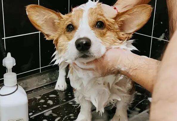 How much does it cost to go to a pet store to bathe and trim a dog?