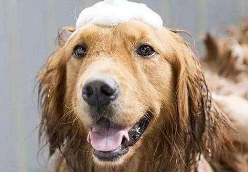 How to bathe a pet dog