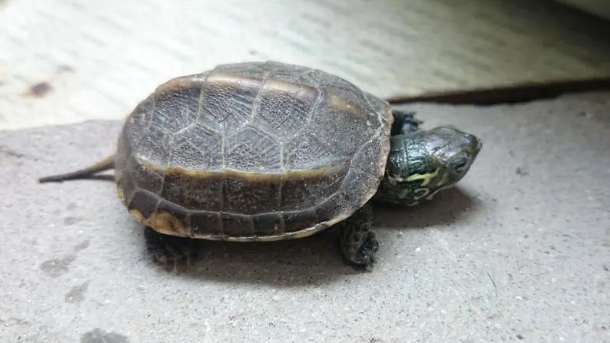 Cómo domesticar rápidamente una tortuga