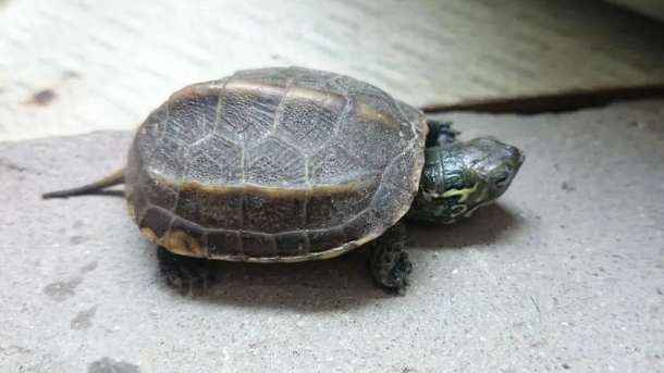 動物を手早く飼いならす方法小さなカメ