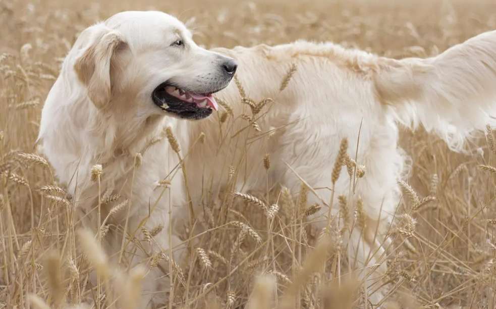 How much does a one-year-old golden retriever dog cost?