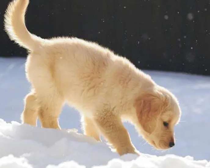 How much does a British Golden Retriever puppy cost?