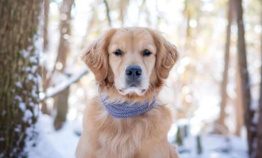 How to persuade your mother to buy golden retriever dog food?