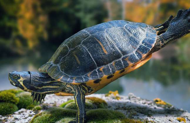¿Morirá una tortuga si cambia de agua todos los días?