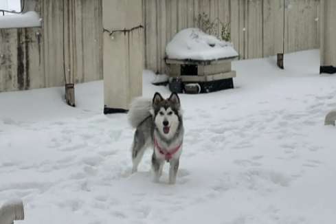 What do Alaskan Malamutes eat?