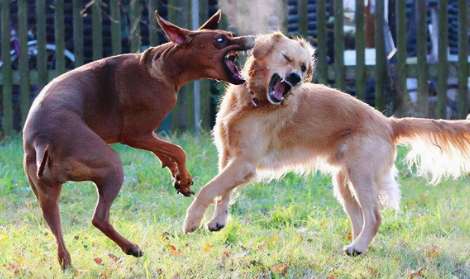 Why do dogs attack other dogs?