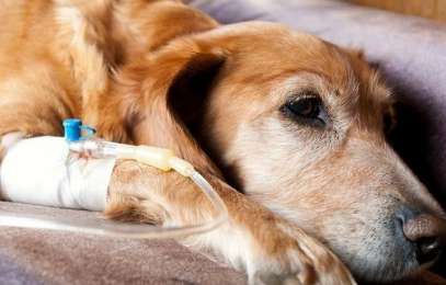 How to save your dog from parvovirus?