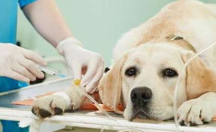 Why do dogs have blood clots?