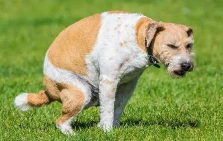 Why do dogs have loose stools?