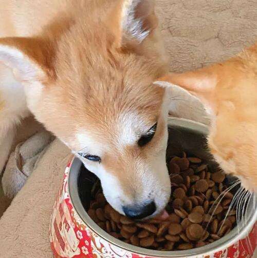 How to choose Shiba Inu dog food formula for newbies