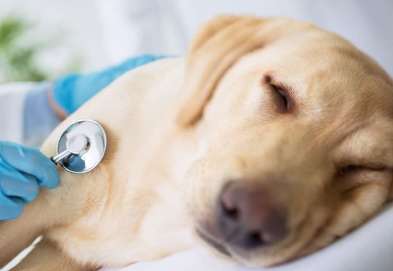 Dogs Can you still survive if you are sick?