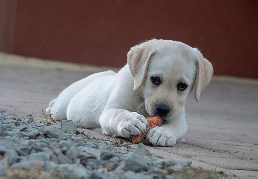 どれくらい時間がかかりますか犬が低カリウム血症から回復するのに