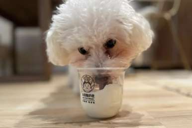 Dog What will happen if you eat yogurt?