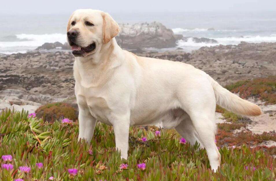 How much does a trained Labrador cost?