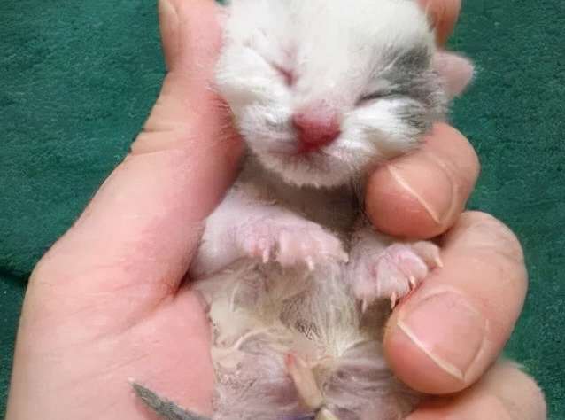 small When does a cat's umbilical cord fall off? 