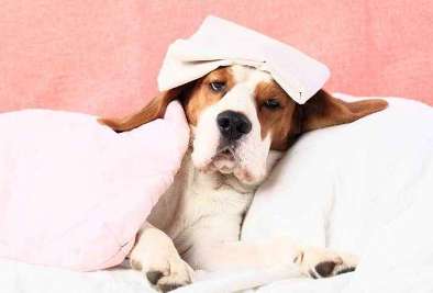 How to tell if your dog has a fever or cold