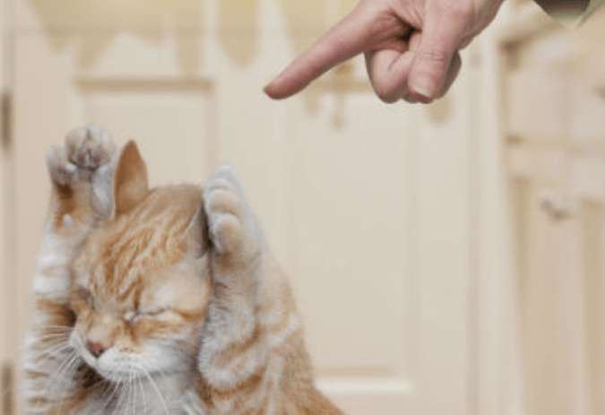 Do cats succumb to violence and why?