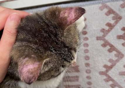 Why do cats lose hair? Reasons for hair loss in the ears