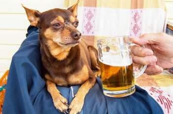 What will happen if a dog drinks beer? Will it be okay?