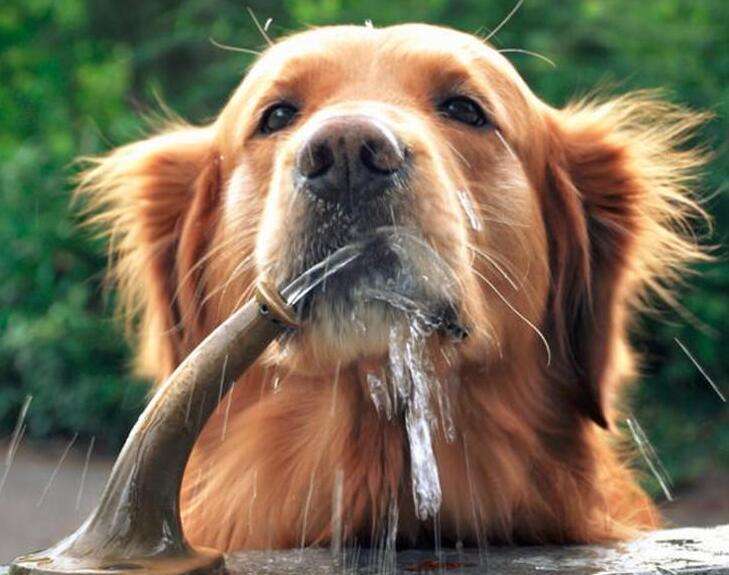 Dogs like to drink water very much