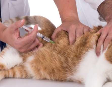 Can the third dose of vaccine for cats be delayed for a few days? Will it have any impact? 