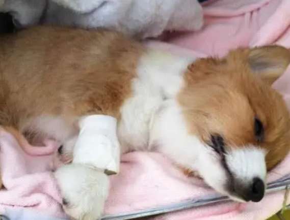 次のような場合の対処方法子犬が腸をひっくり返す