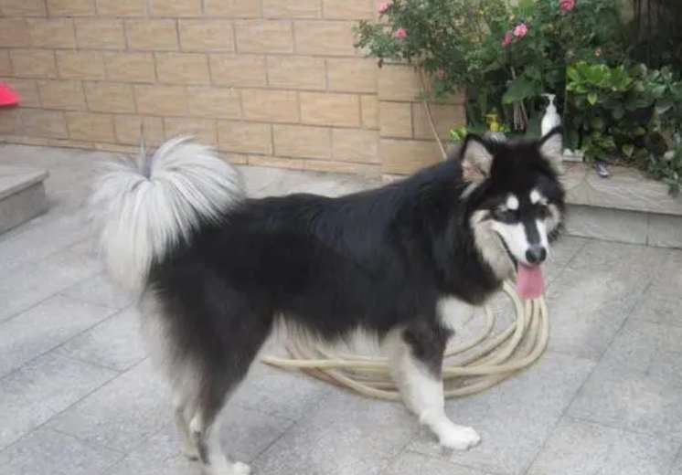 Alaskan dog and border collie