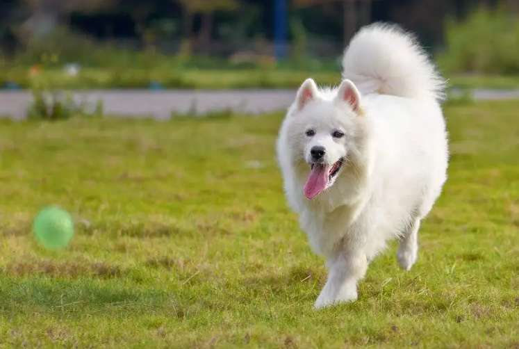 Can Samoyeds grow up if they are not purebreds?