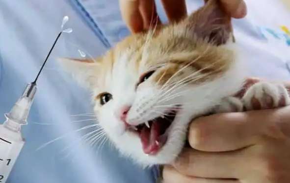 How long after neutering can a cat be vaccinated?