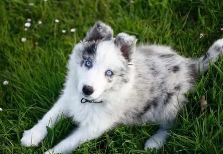 What kind of dog is the dog with blue eyes?