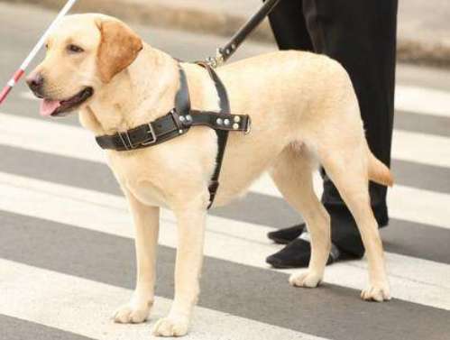 How to train a guide dog to be obedient