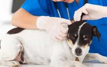 How often should dogs under six months be dewormed?