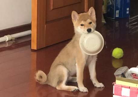 What is the normal weight of a Shiba Inu