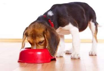 What will happen if your dog eats too much salt?