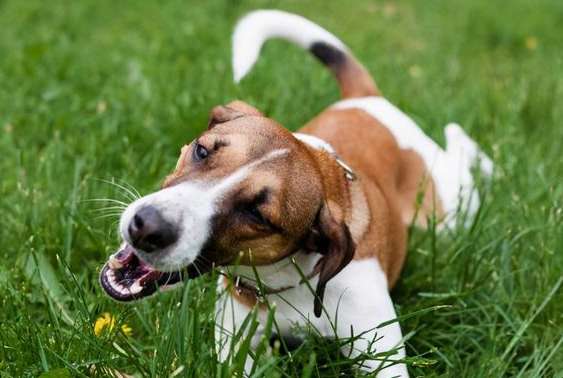 What is the reason why dogs eat grass? Is it okay?