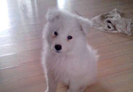 A Samoyed will never grow taller as long as it is big