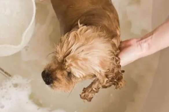 How many days before a newborn puppy can be bathed?