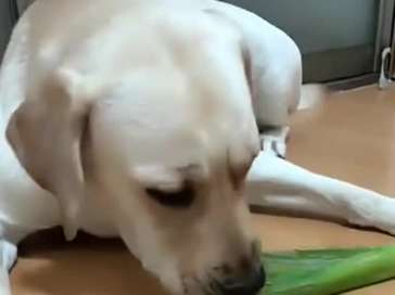 How long does it take for a dog to get poisoned after eating onions? What should I do?