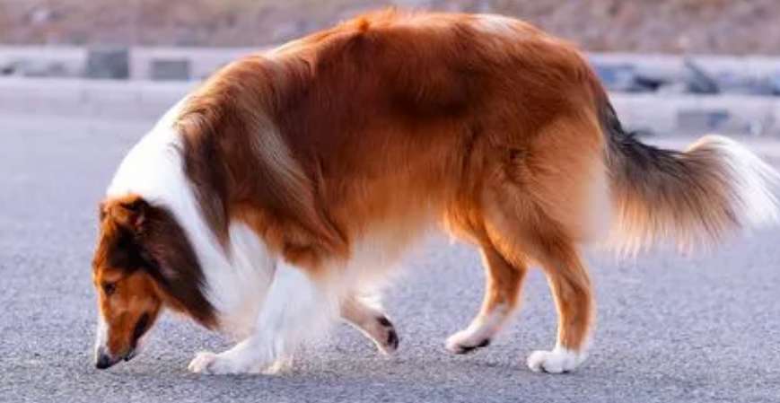 What are the personality traits of the Scottish Sheepdog?