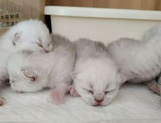 How many kittens do cats usually give birth to in their first litter?