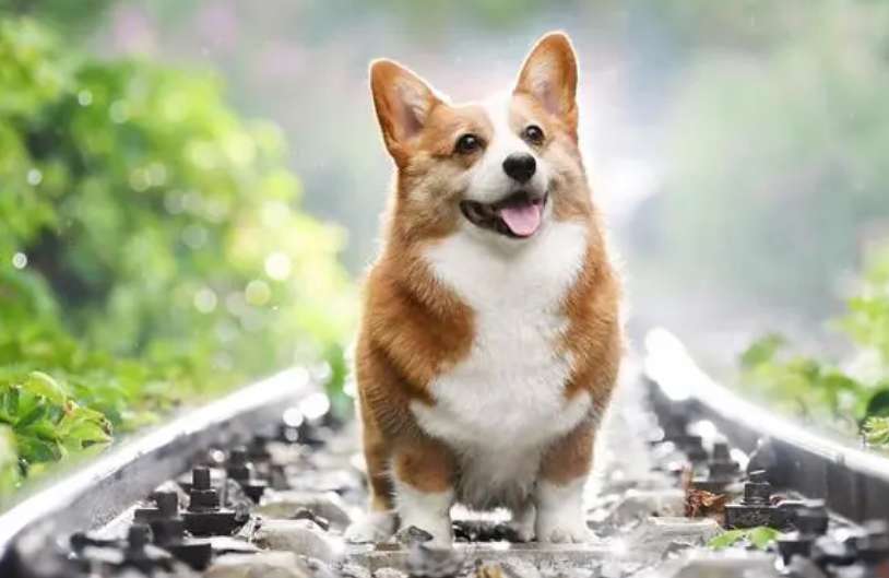 Are short-legged Corgis easy to care for? Video