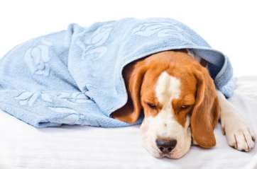 What are the symptoms of dog fever?