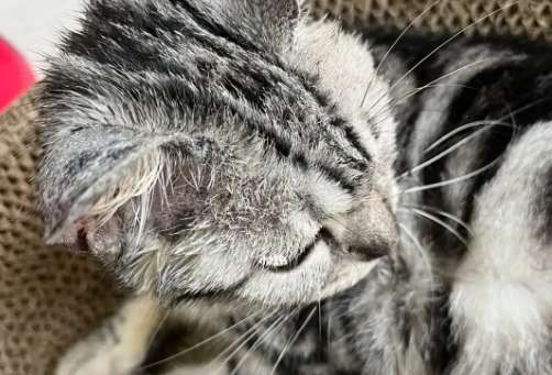 Is it normal for American Shorthair tabby cats to lose hair seriously? What should I do?