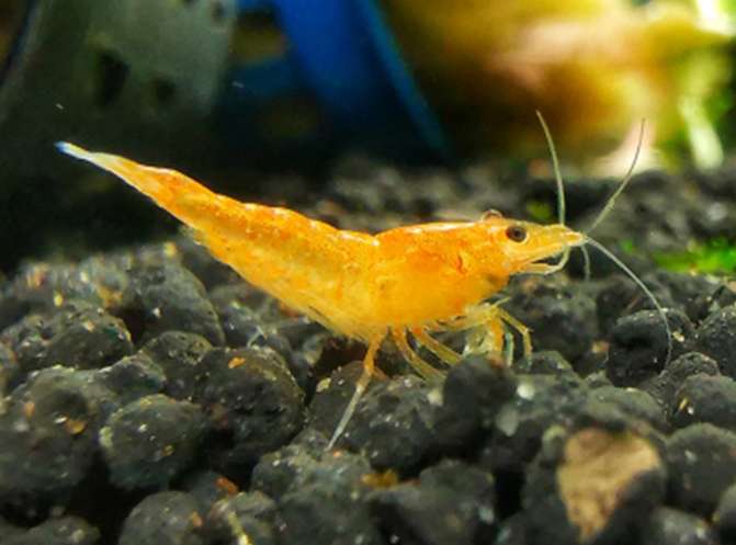 How long can pet shrimp live without feeding?