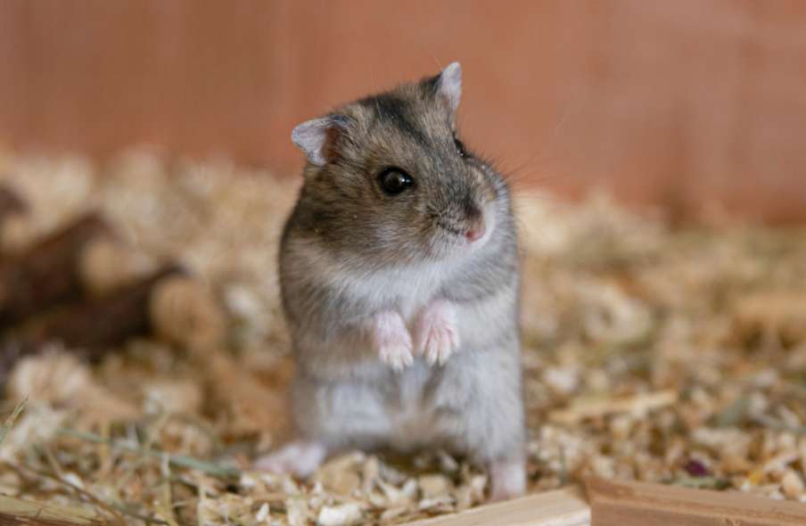Wie lange dauert es, einen Hamster zu halten, bevor man ihn loslassen und damit spielen kann?