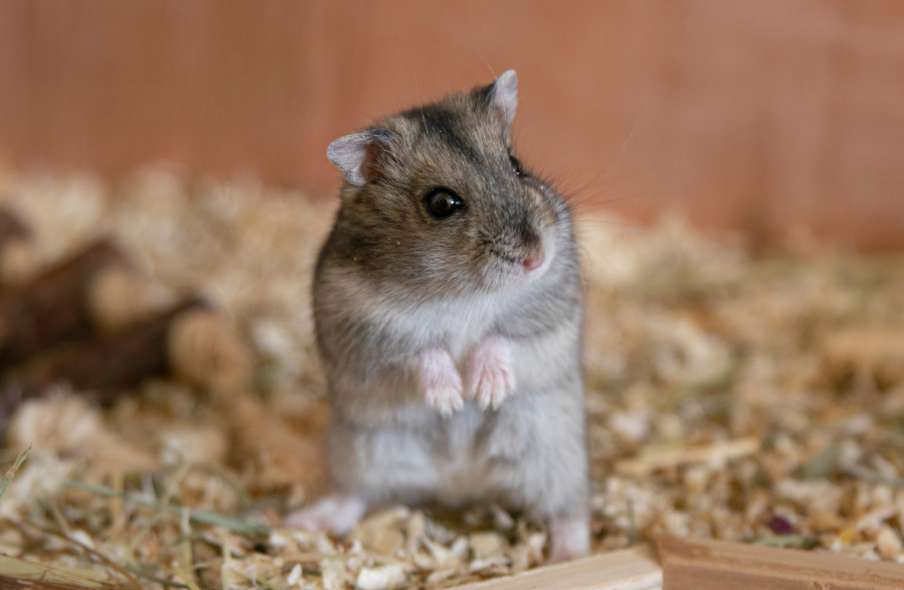 How long does it take to keep a hamster before you can let it go and play with it?