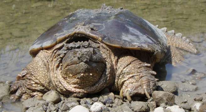 The fish farmer raises snapping turtles to eat fish