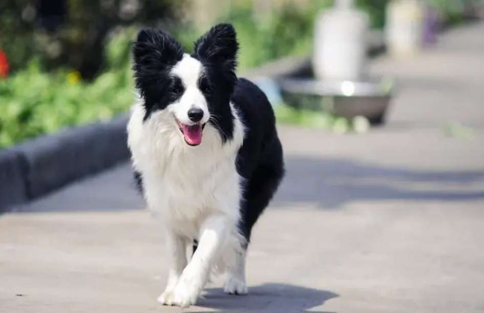 Are Border Collies protective of their owners?